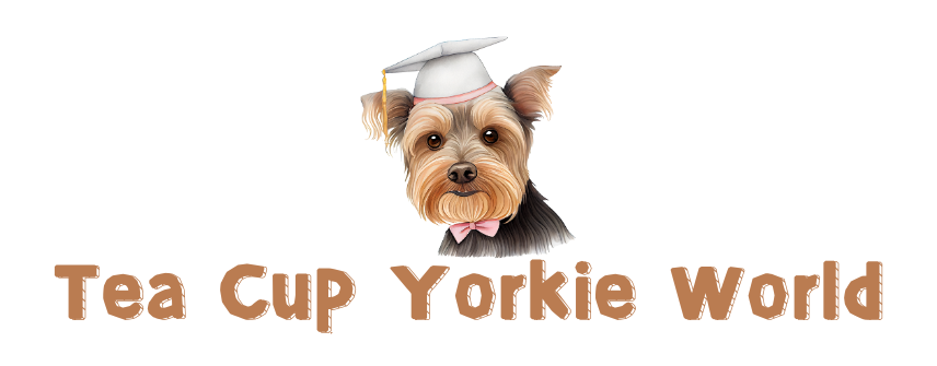 teacups yorkie puppies